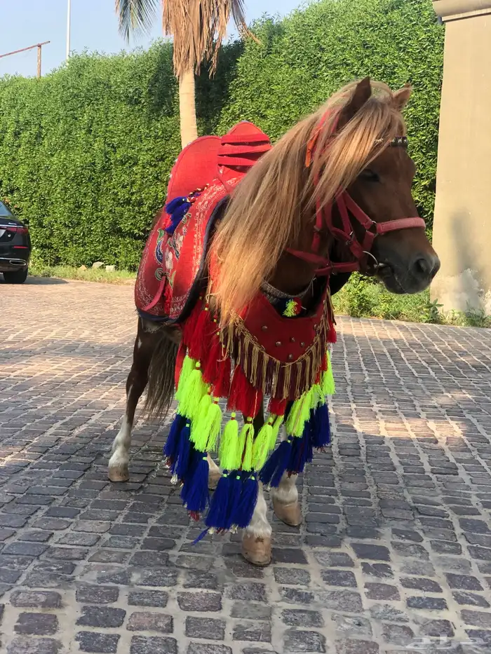 ايجار جمل و خيل وسيسي وحنطور 1