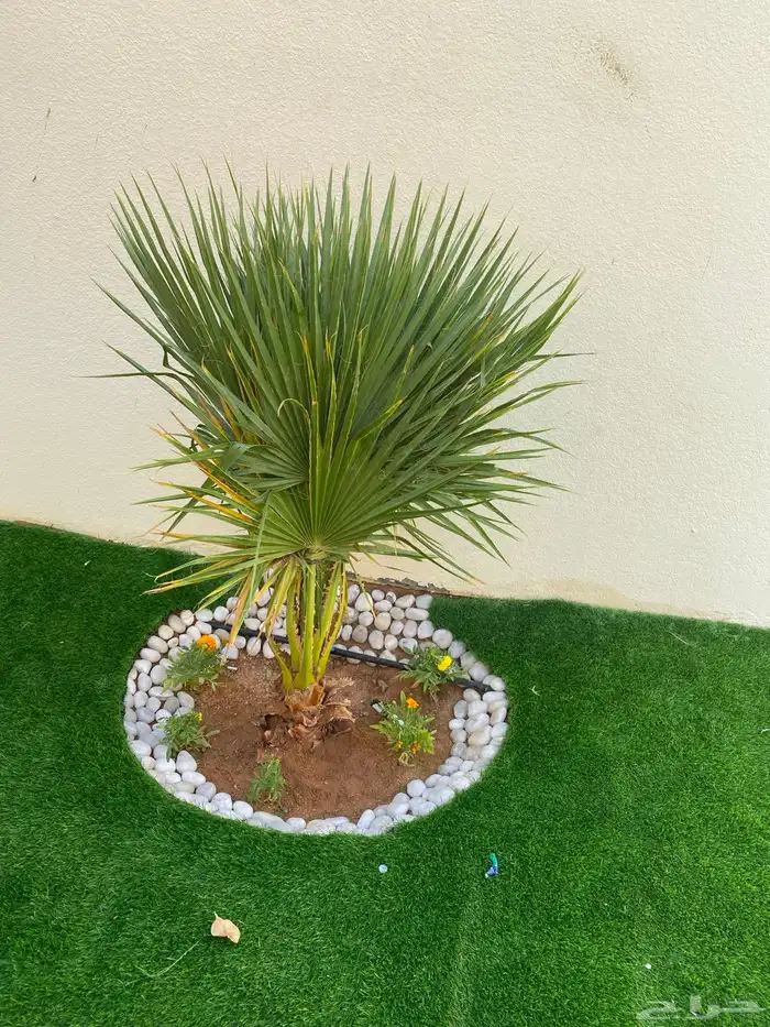 تنسيق الحدائق قص نجيله وتنسيق صناعي باقل من السوق 36