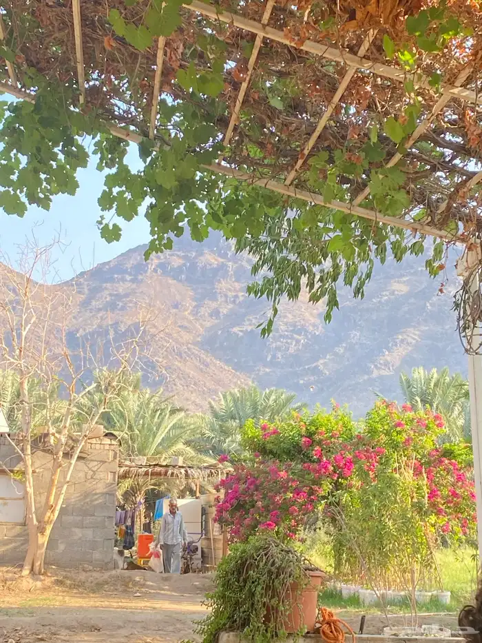 تنسيق الحدائق قص نجيله وتنسيق صناعي باقل من السوق 37