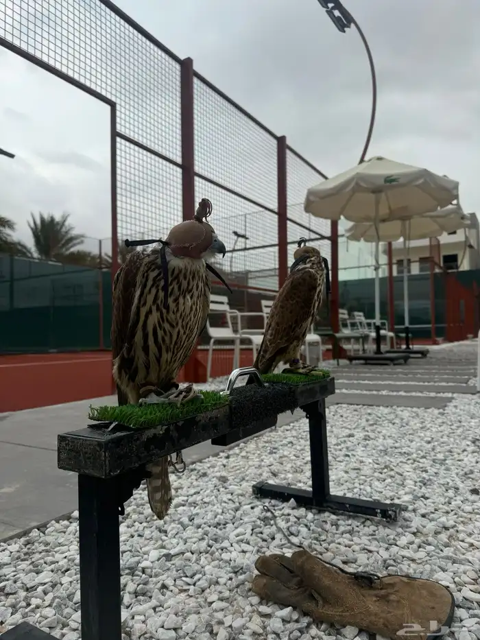 تأجير صقور 3