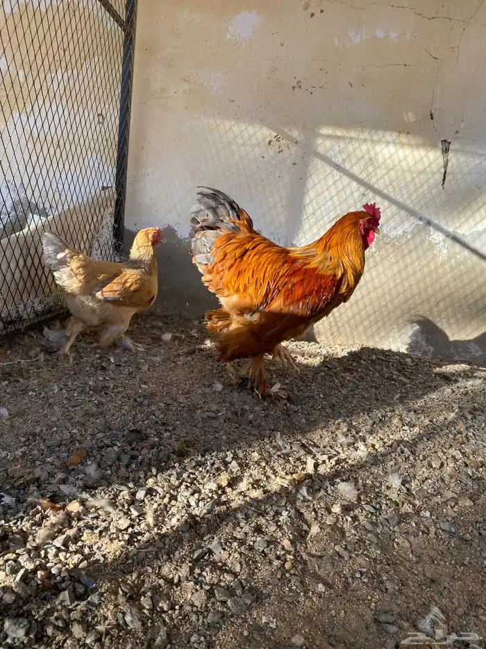 دجاج تركي مبيوع 1