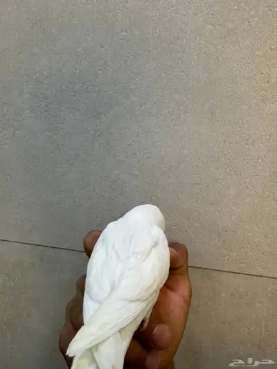 للبيع روز البينو 4