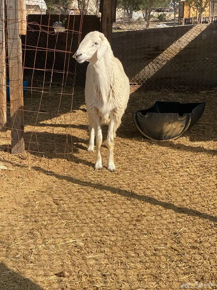 مشروع فحل حري مباع 3