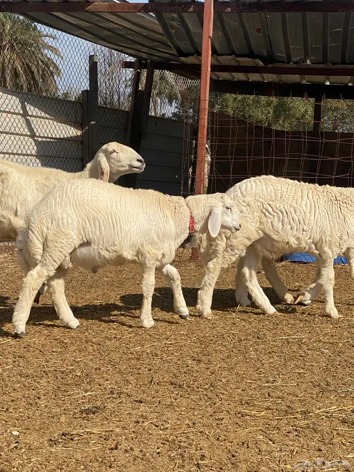 مشروع فحل حري مباع 6