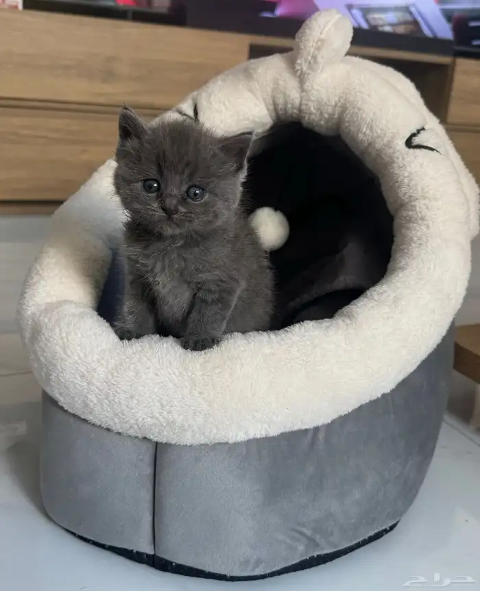 Pure Scottish Straight Kitten for Sale - 50 days old 0