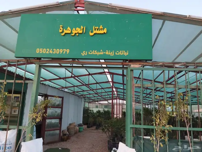 اشجار زيتون  وحمضيات ونحل 11