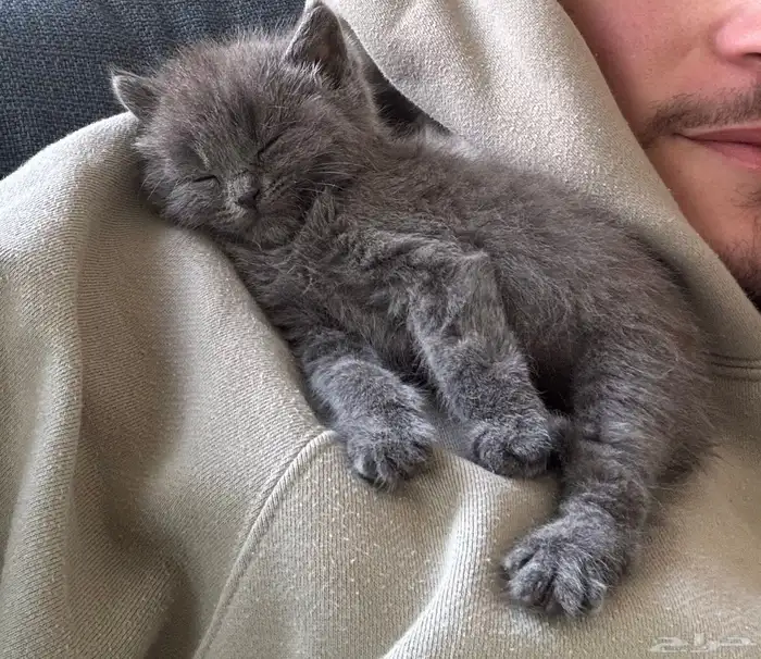 Pure Scottish Straight Kitten for Sale - 50 days old 2
