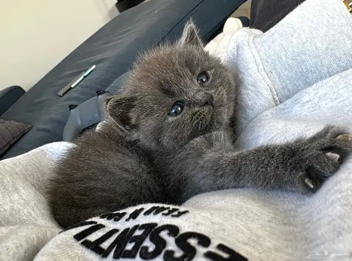 Pure Scottish Straight Kitten for Sale - 50 days old 1