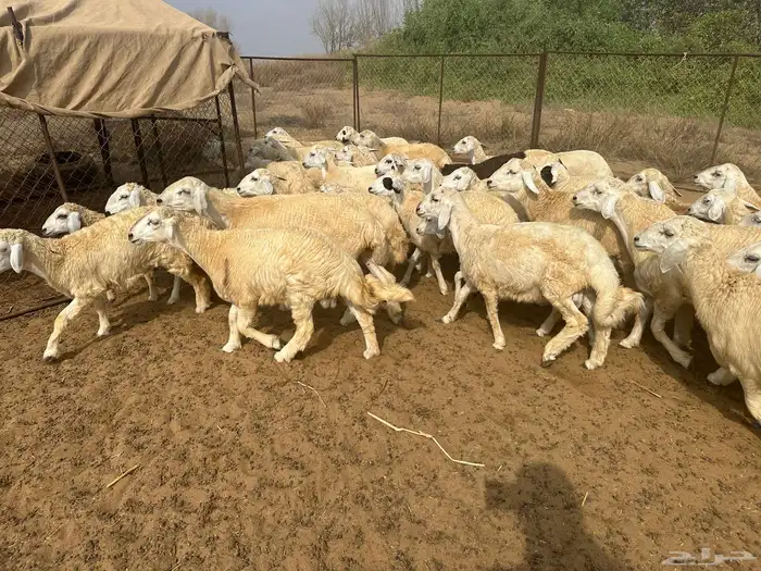 طليان حريه ورخال ذبح مغلقه شحم ماشاء الله 3