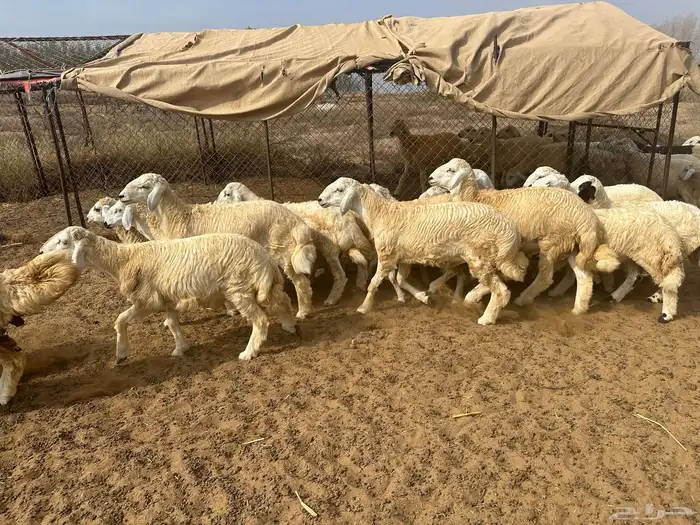 طليان حريه ورخال ذبح مغلقه شحم ماشاء الله 4