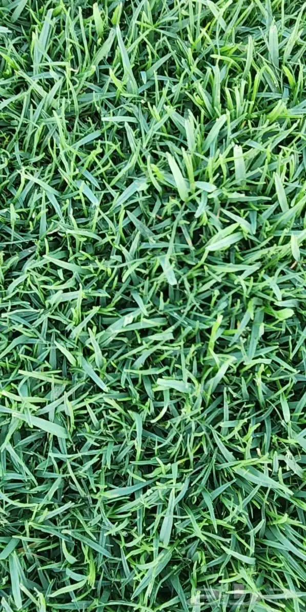ثيل الخرج 19