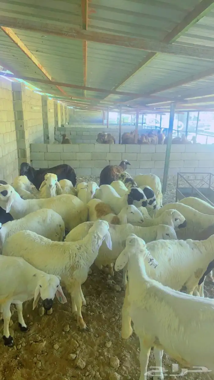 ذبابح وطليان مع خدمة الذبح والتوصيل 5