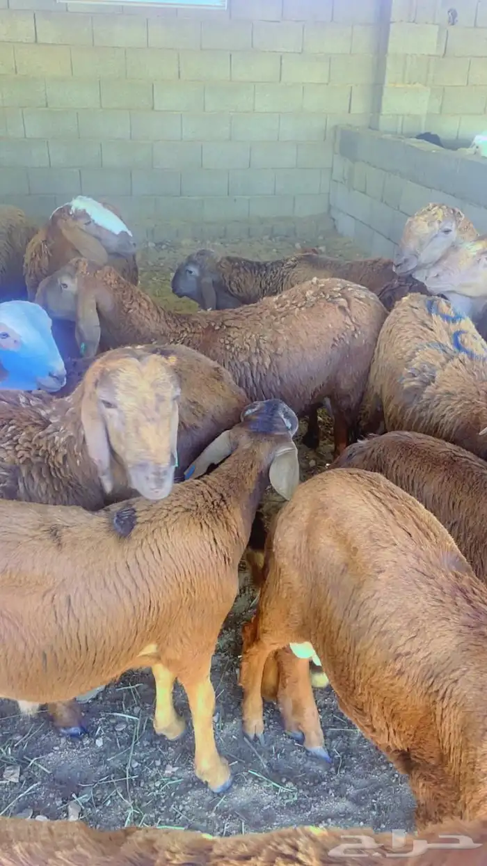 ذبابح وطليان مع خدمة الذبح والتوصيل 7