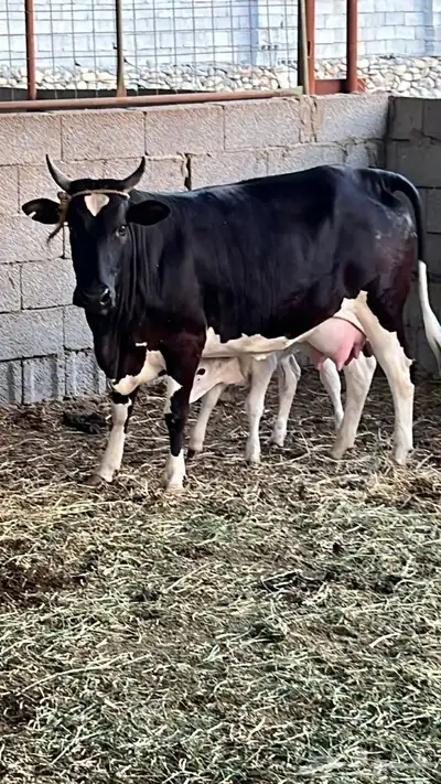 بقره هولنديه معها حسيله عمرها 15 يوم لونها ابيض 0