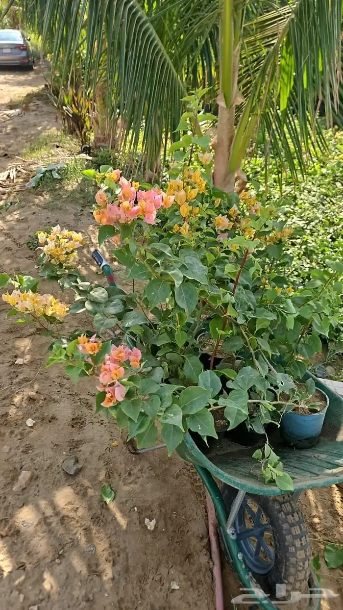 ثيل الخرج 10