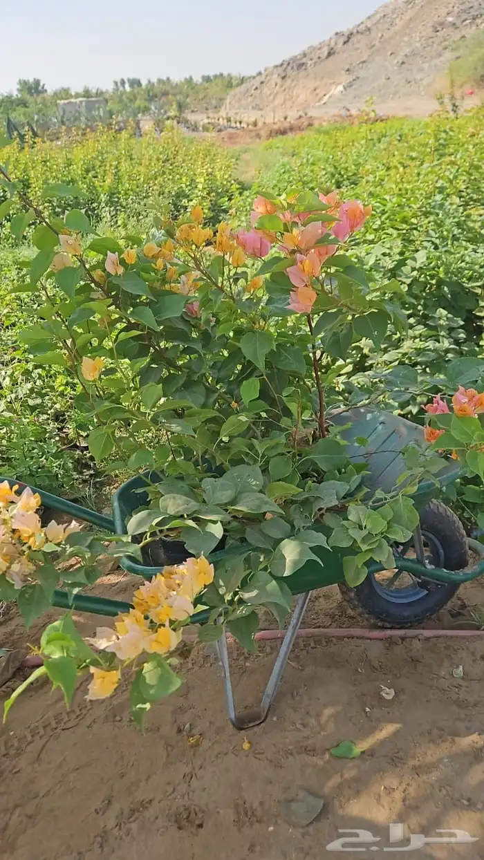 ثيل الخرج 11