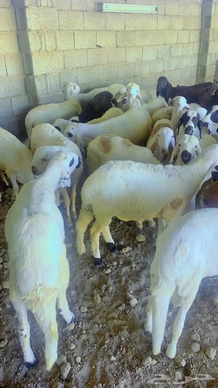 ذبابح وطليان مع خدمة الذبح والتوصيل 8