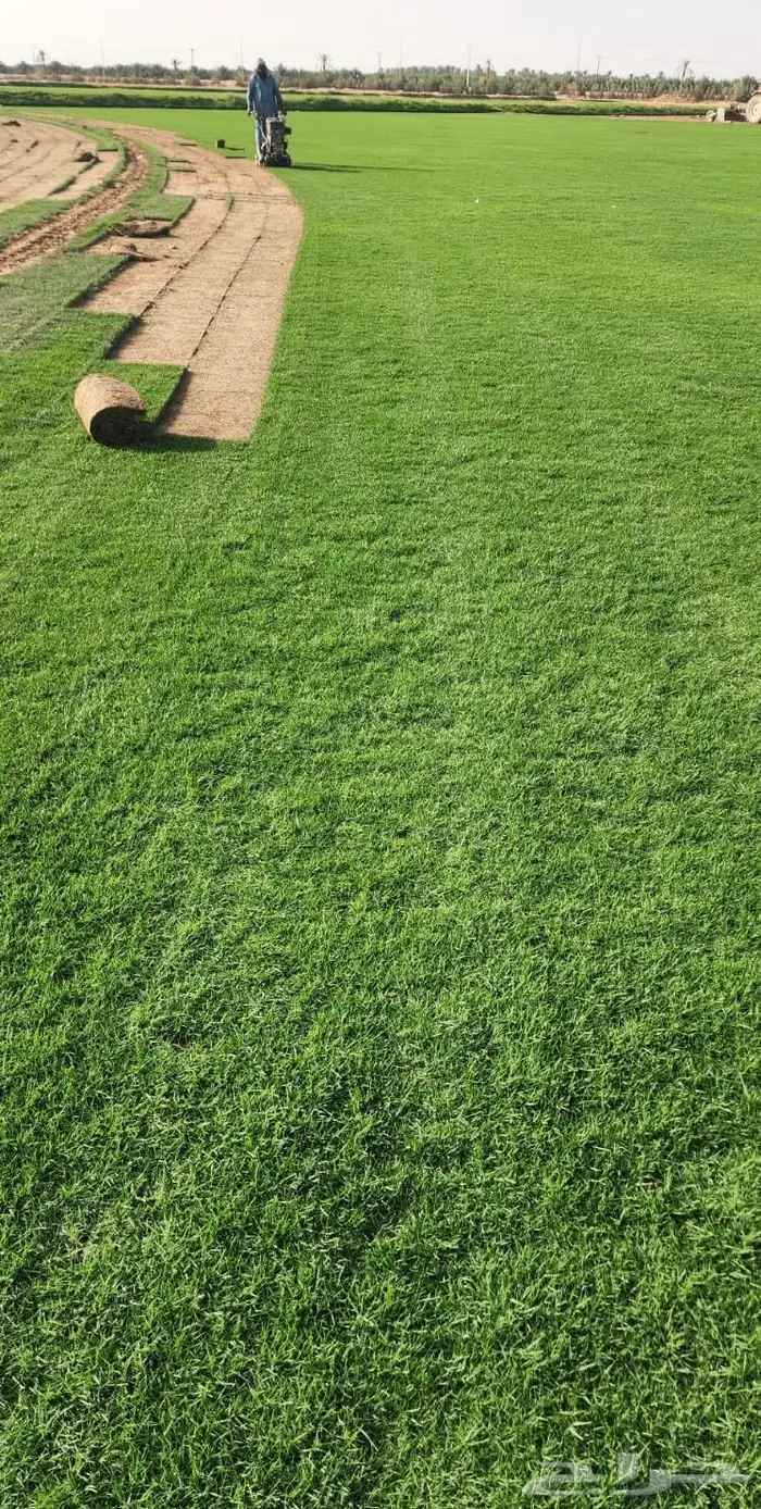 ثيل الخرج 2