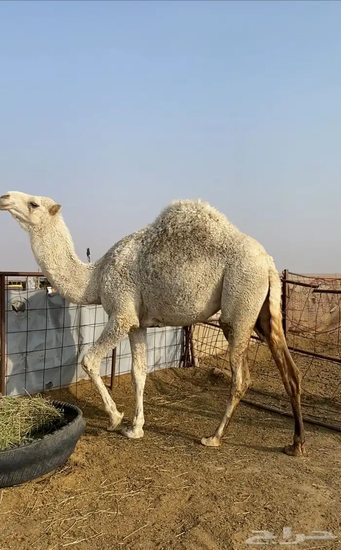 بكره طيبه شحم ونظيف 1