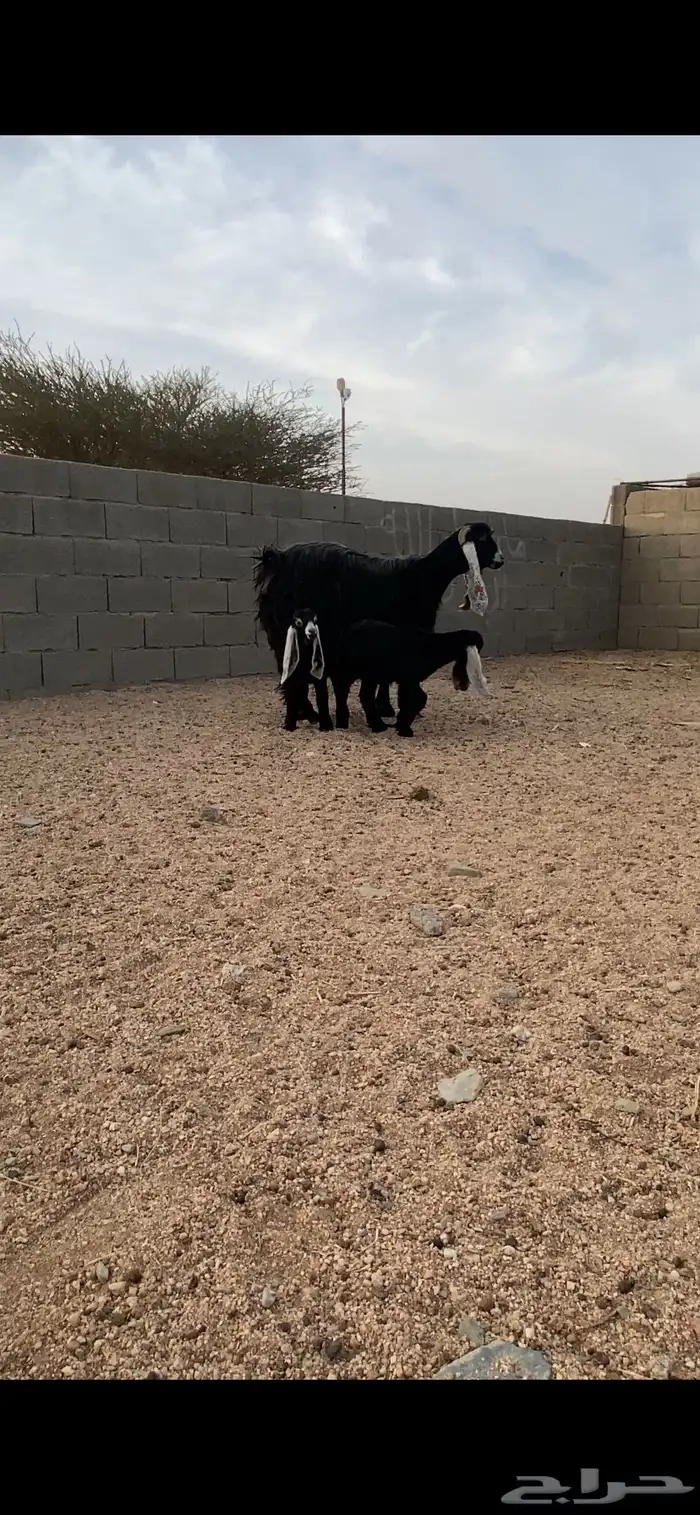 عنز عارضيه صنف معه اثنين 1