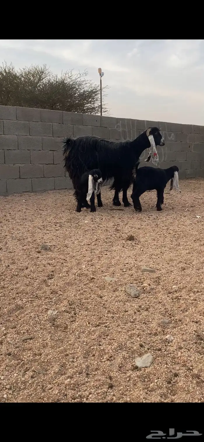 عنز عارضيه صنف معه اثنين 2