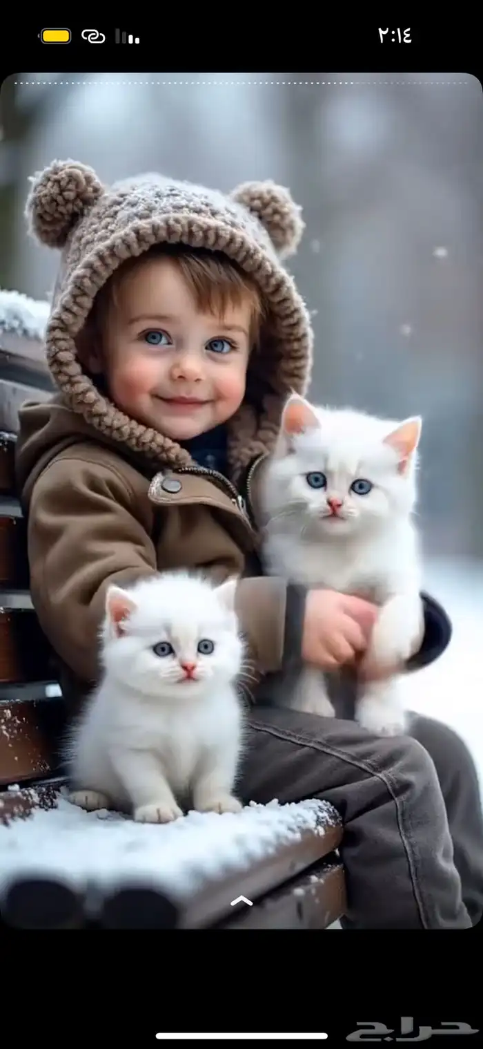 فندقه قطط القصيم 0