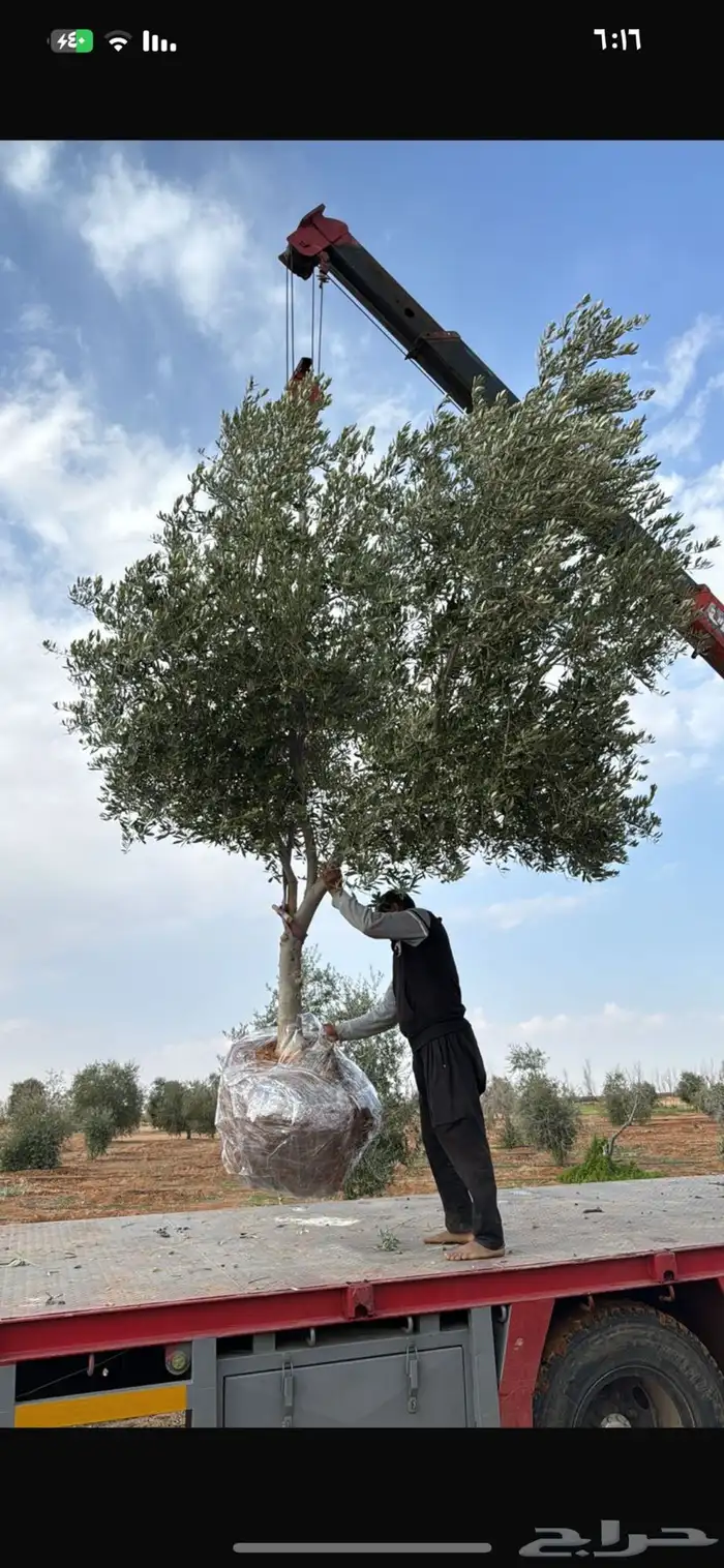 اشجار زيتون  وحمضيات ونحل 7