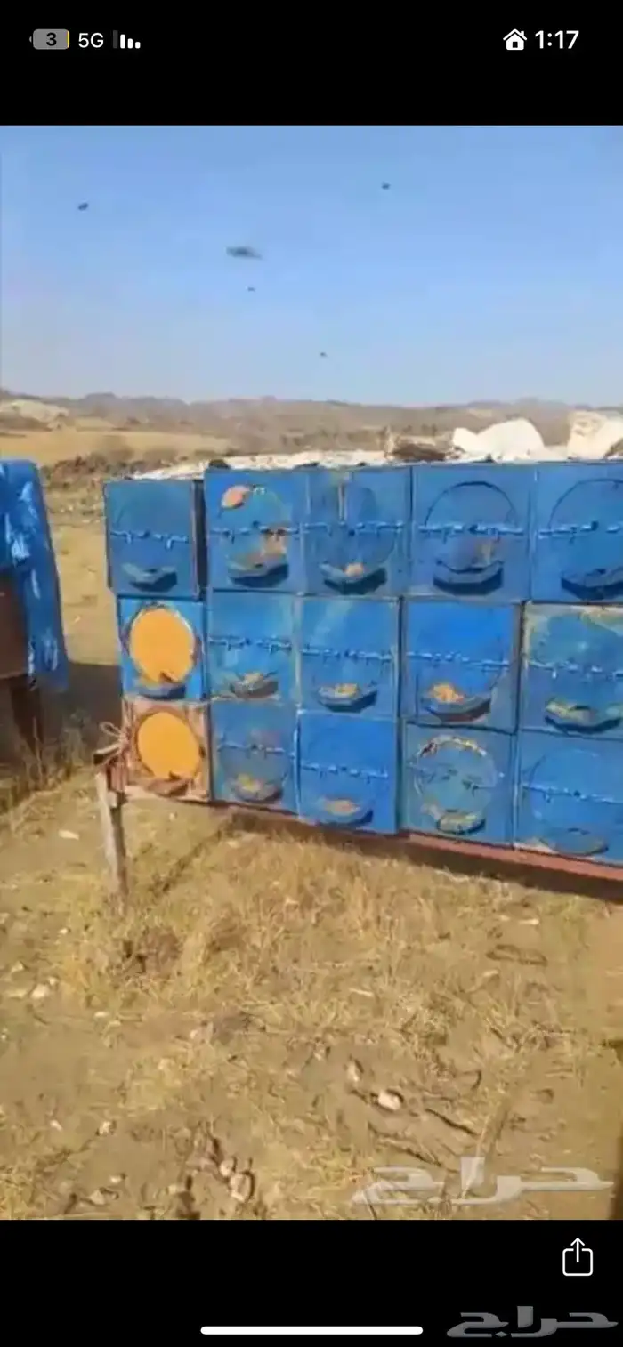 خلايا نحل منحوله مربعه 9 ملم للبيع عدد 120 عود 1