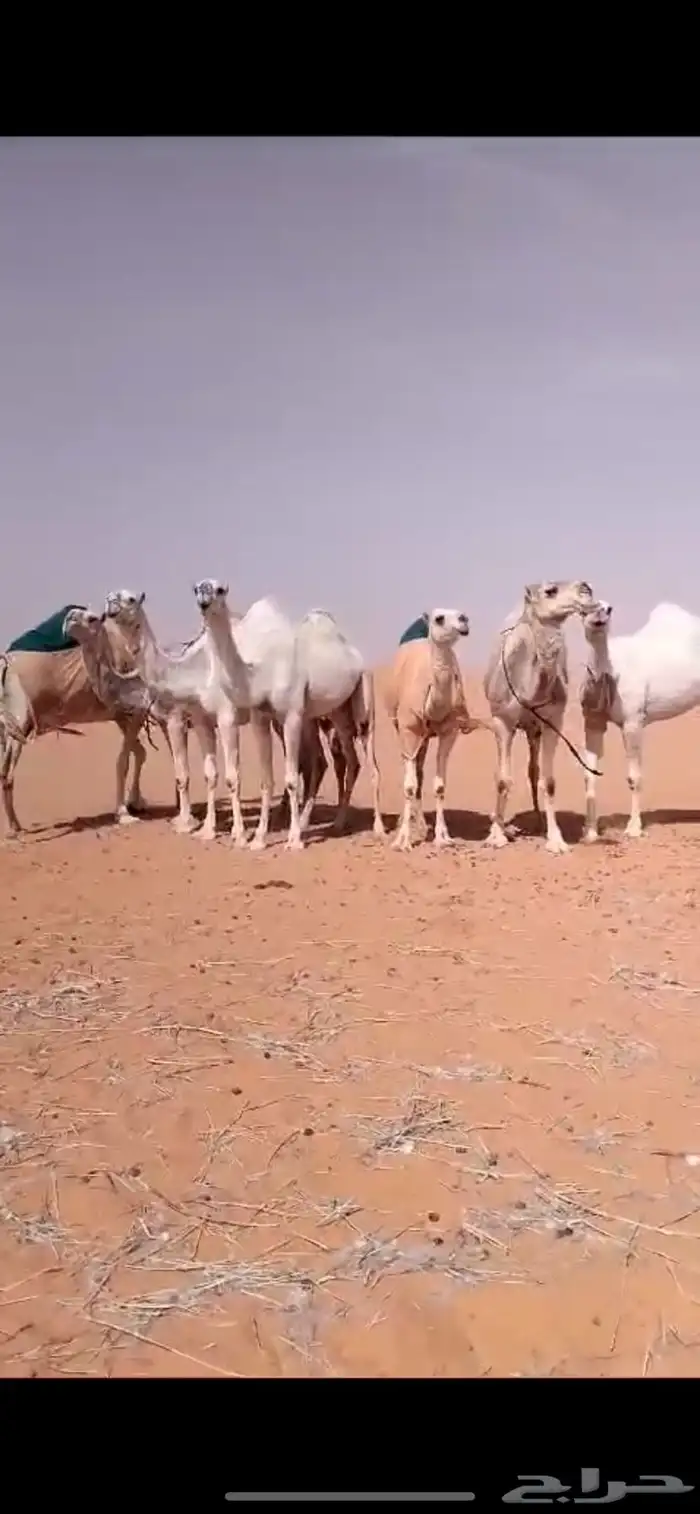 ابل وضح بكار و ضرايب 11
