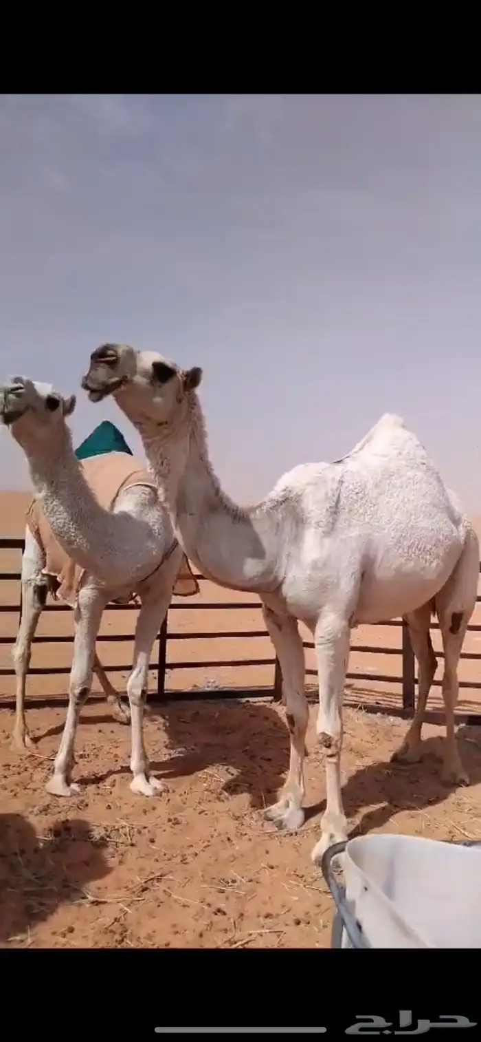 ابل وضح بكار و ضرايب 0