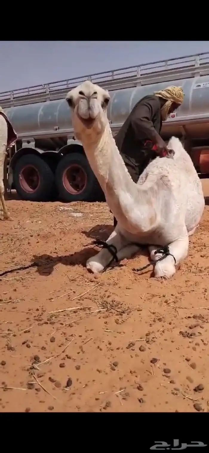 ابل وضح بكار و ضرايب 3
