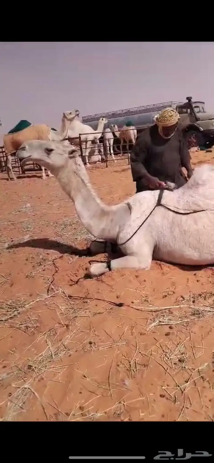 ابل وضح بكار و ضرايب 1