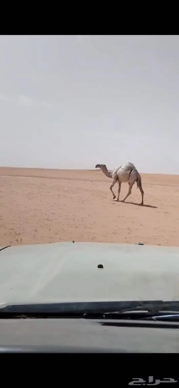ابل وضح بكار و ضرايب 7