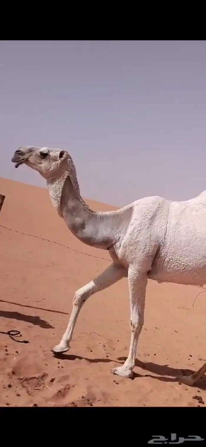 ابل وضح بكار و ضرايب 4