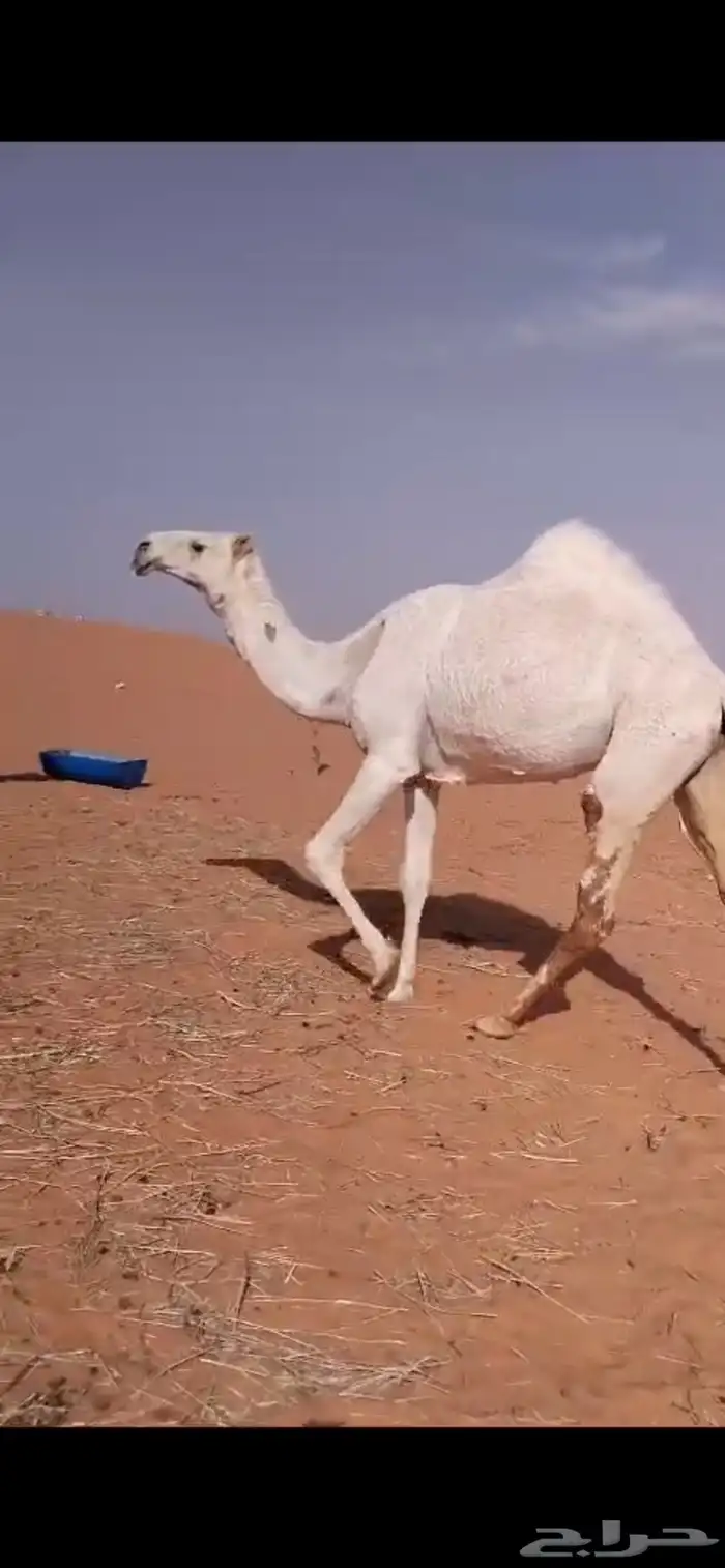 ابل وضح بكار و ضرايب 9