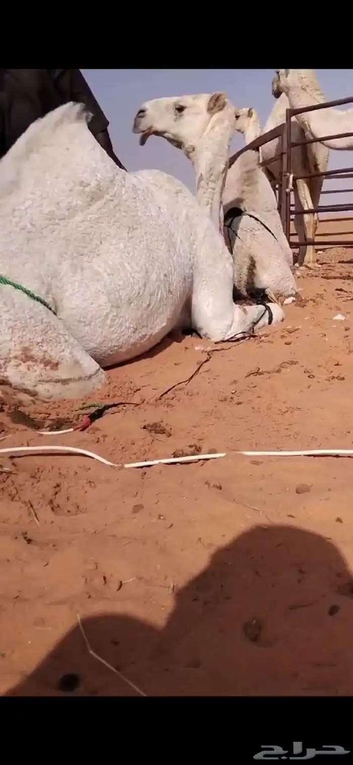 ابل وضح بكار و ضرايب 8