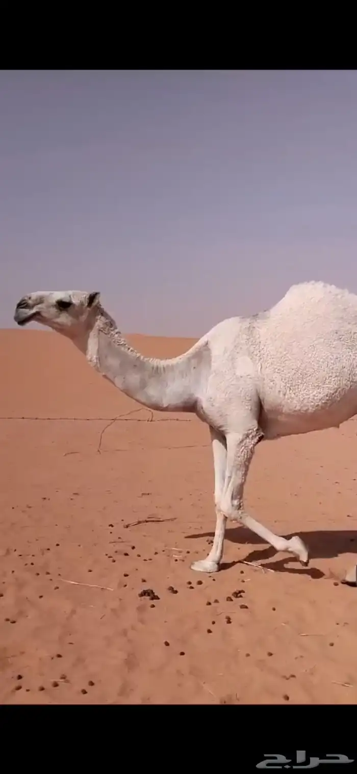ابل وضح بكار و ضرايب 5