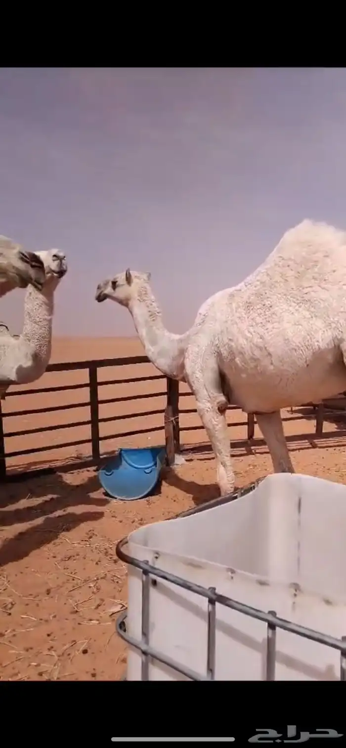 ابل وضح بكار و ضرايب 10