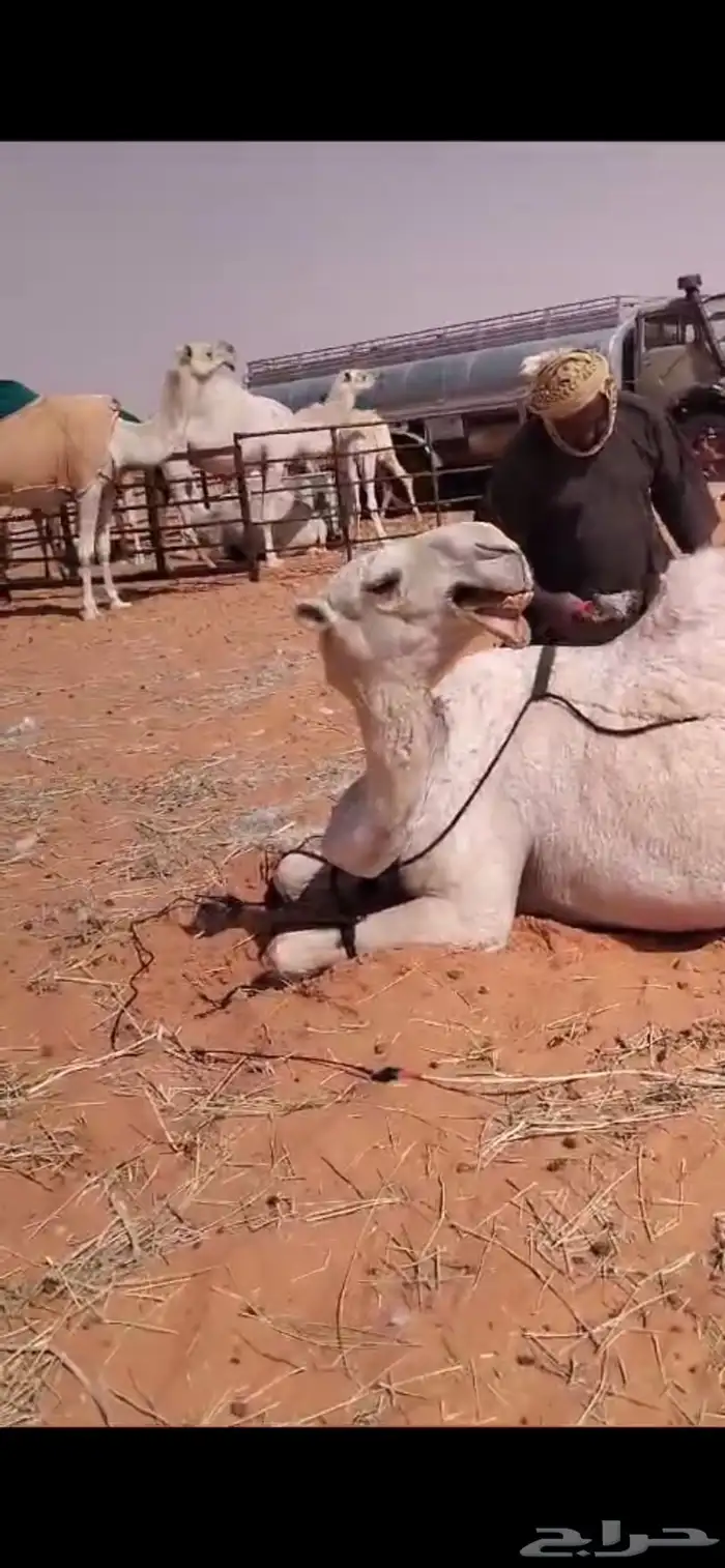 ابل وضح بكار و ضرايب 2