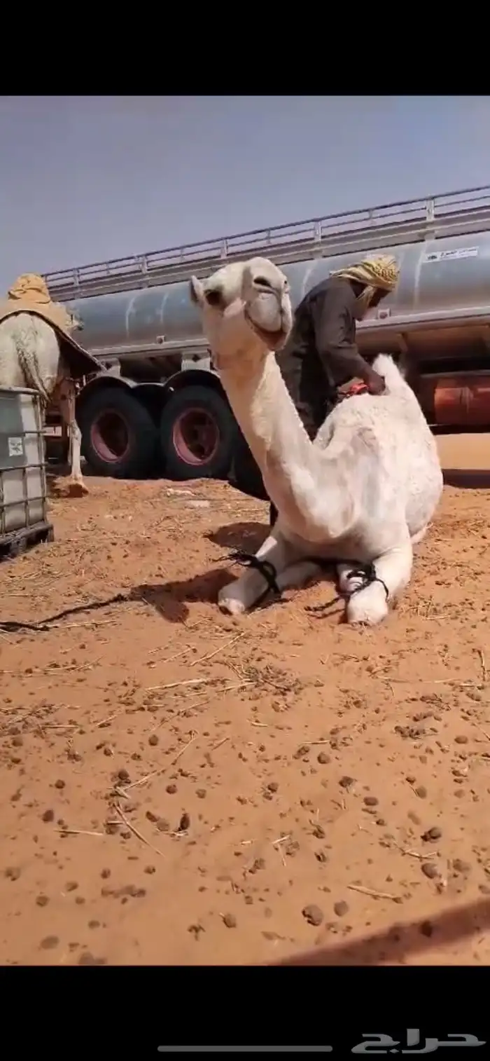 ابل وضح بكار و ضرايب 6