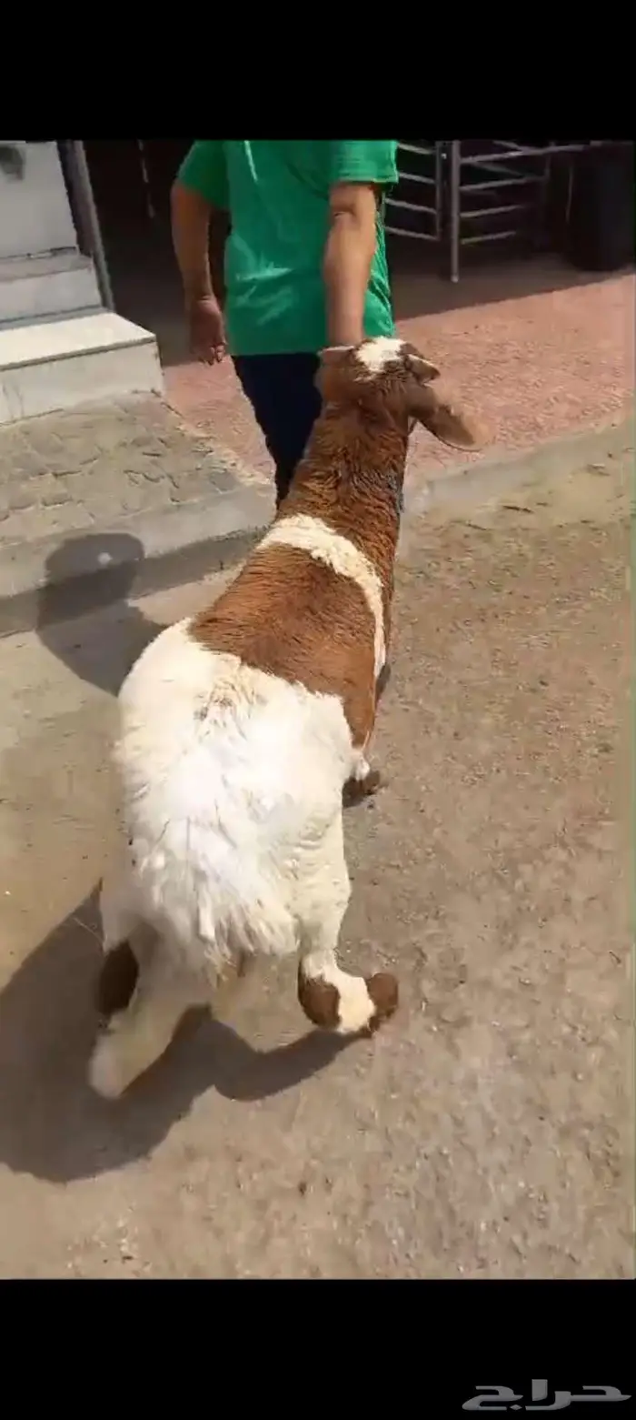سواكن طيبه التواصل واتساب فقط 4