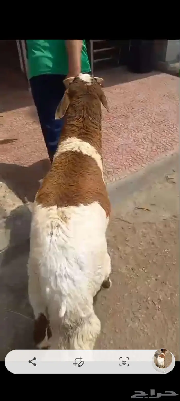 سواكن طيبه التواصل واتساب فقط 3