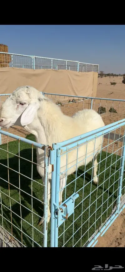 مشروع فحل حري صنف الصنف 1