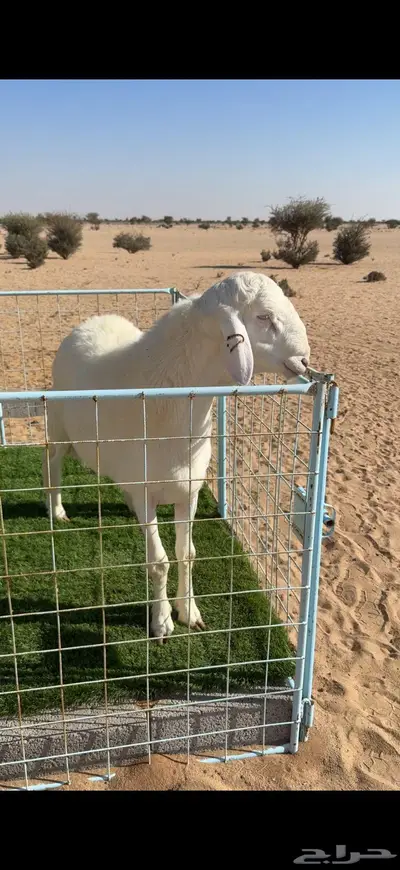 مشروع فحل حري صنف الصنف 0