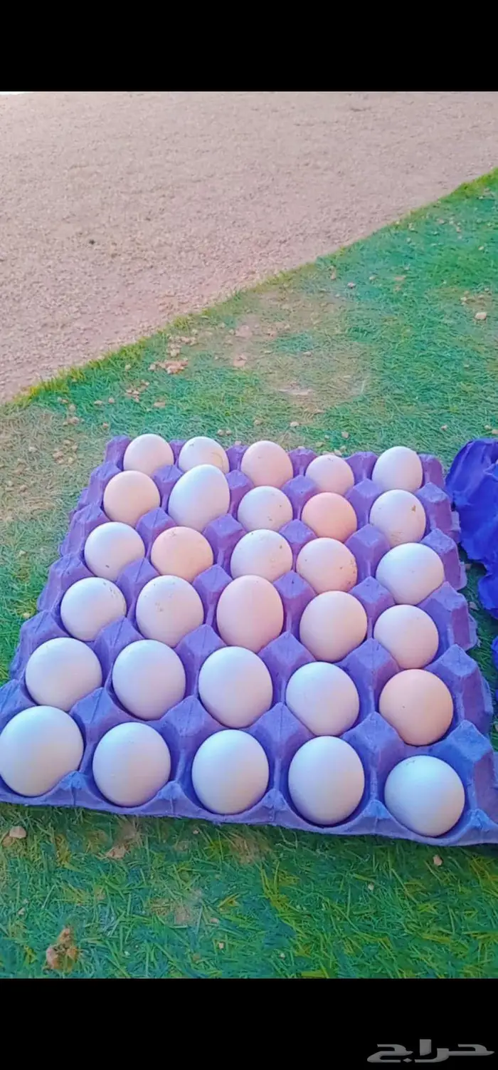 بيض بلدي - 2