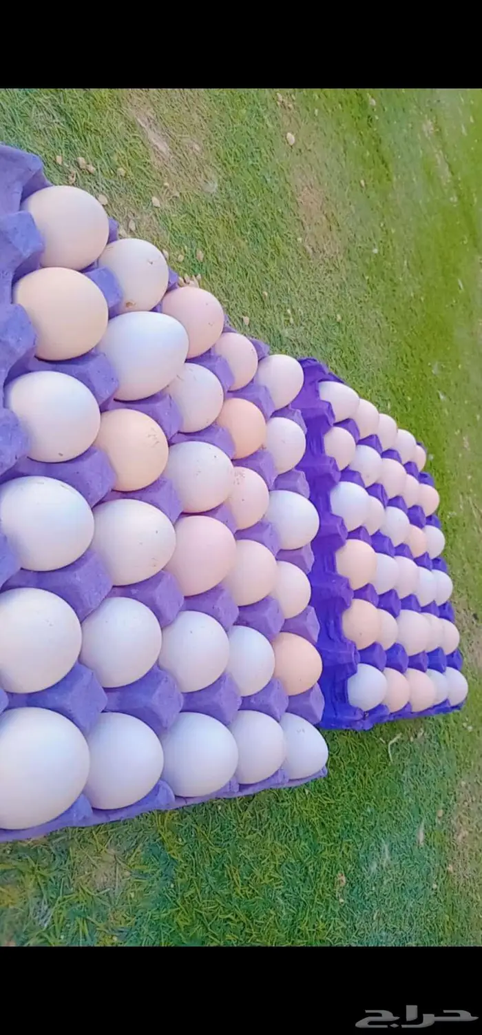 بيض بلدي - 0