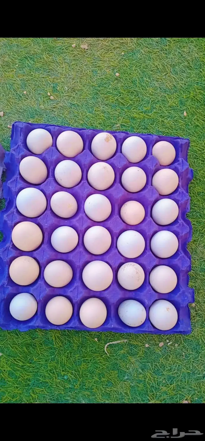 بيض بلدي - 1