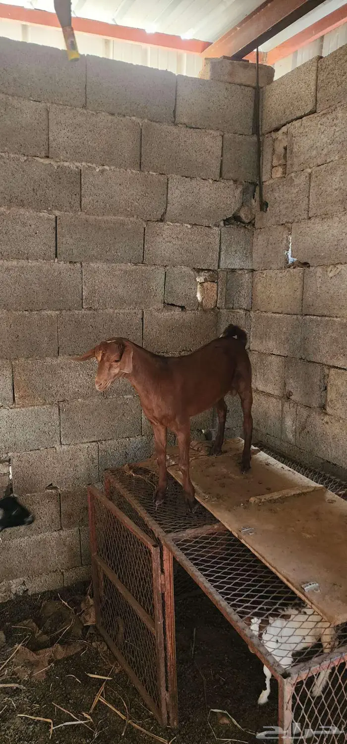 تيس ادهم تم البيع 0