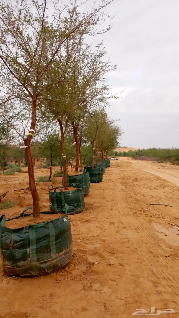 ثيل الخرج 7