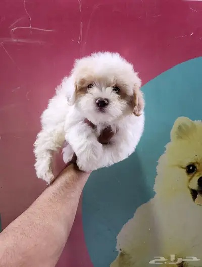 كلب مالتيبو puppy Maltipoo 0